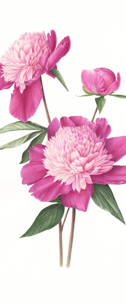 Peonies "Bowl of Beauty" by Alona Hrinchuk