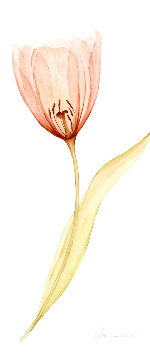 Transparent tender Tulip by Olga Koelsch