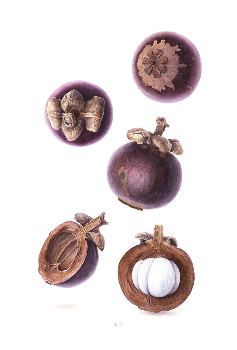 Photorealistic Botanical Watercolour By Yuliia Moiseieva, 15 X 22", Falling Mangosteen Fruits, Original Artwork