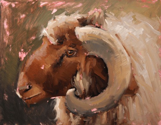 Awassi Sheep Study