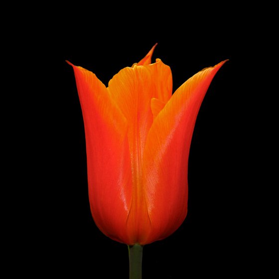 A Tulip Kiss