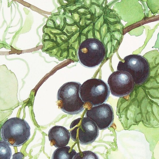 Deep in the garden - blackcurrant * free shipping *