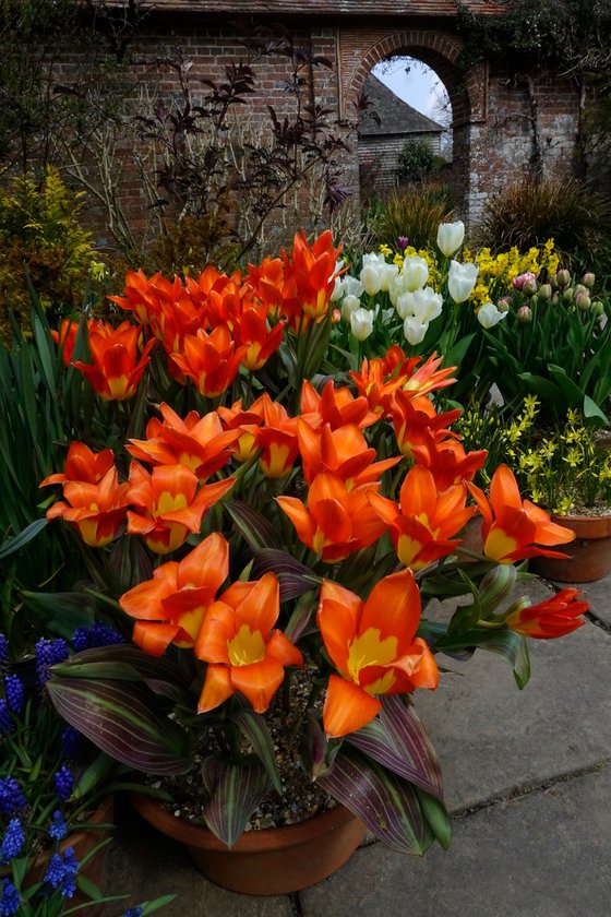 Tulips and Arch