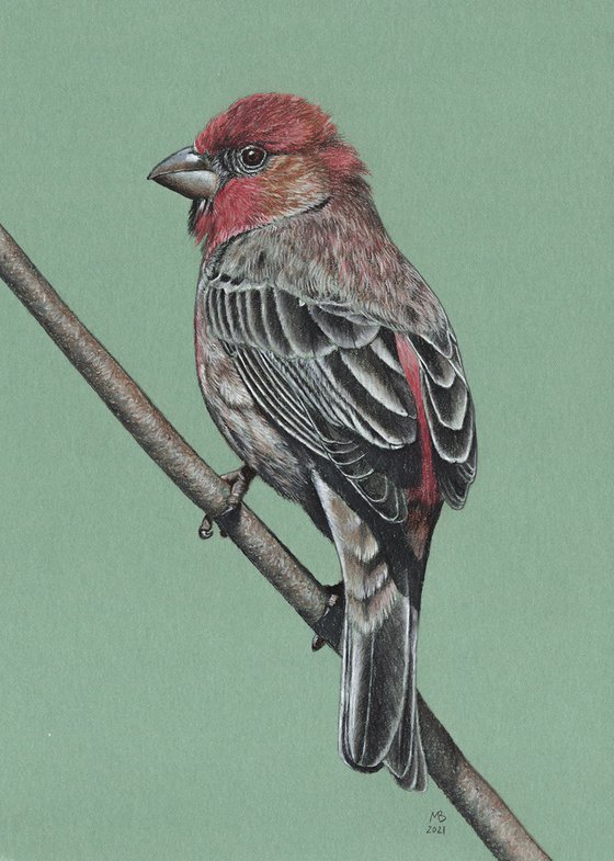 Original pastel drawing bird "House finch"