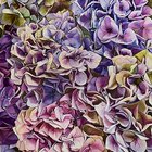 Hydrangea