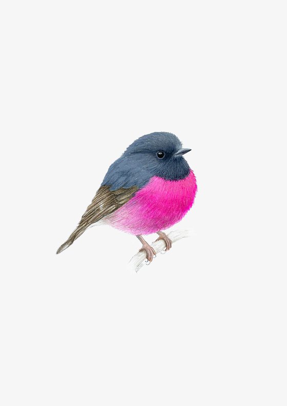 Pink Robin