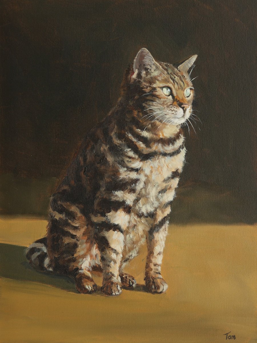 Bengal cat by Tom Clay