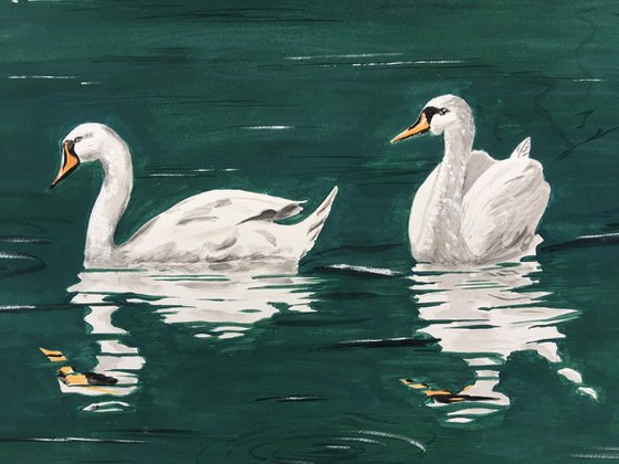 Swimming Swans