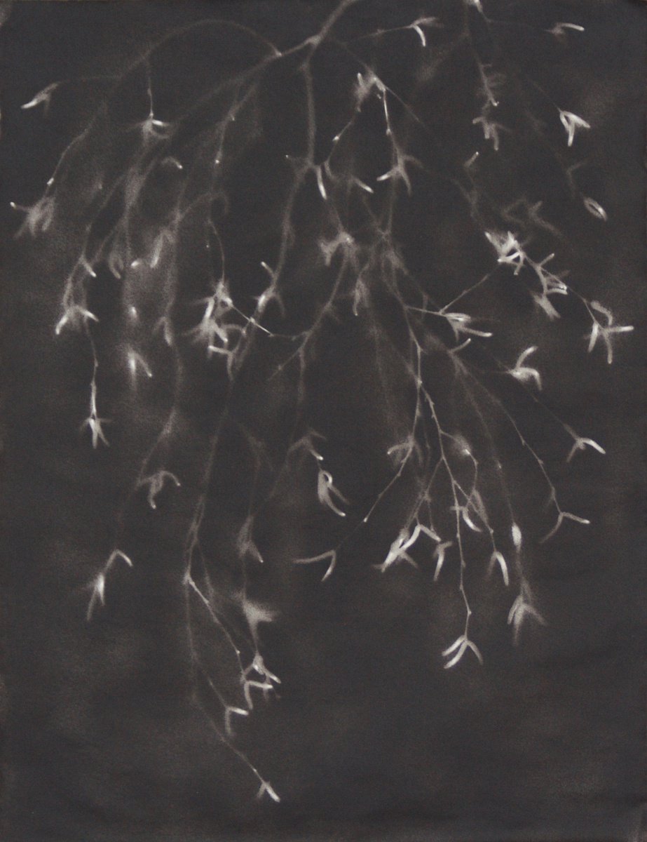 Betula pendula I (Silver birch) by Laura Sttefeld