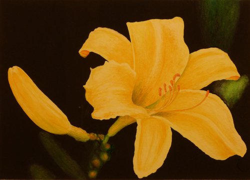 Daylily by Norman Holmberg