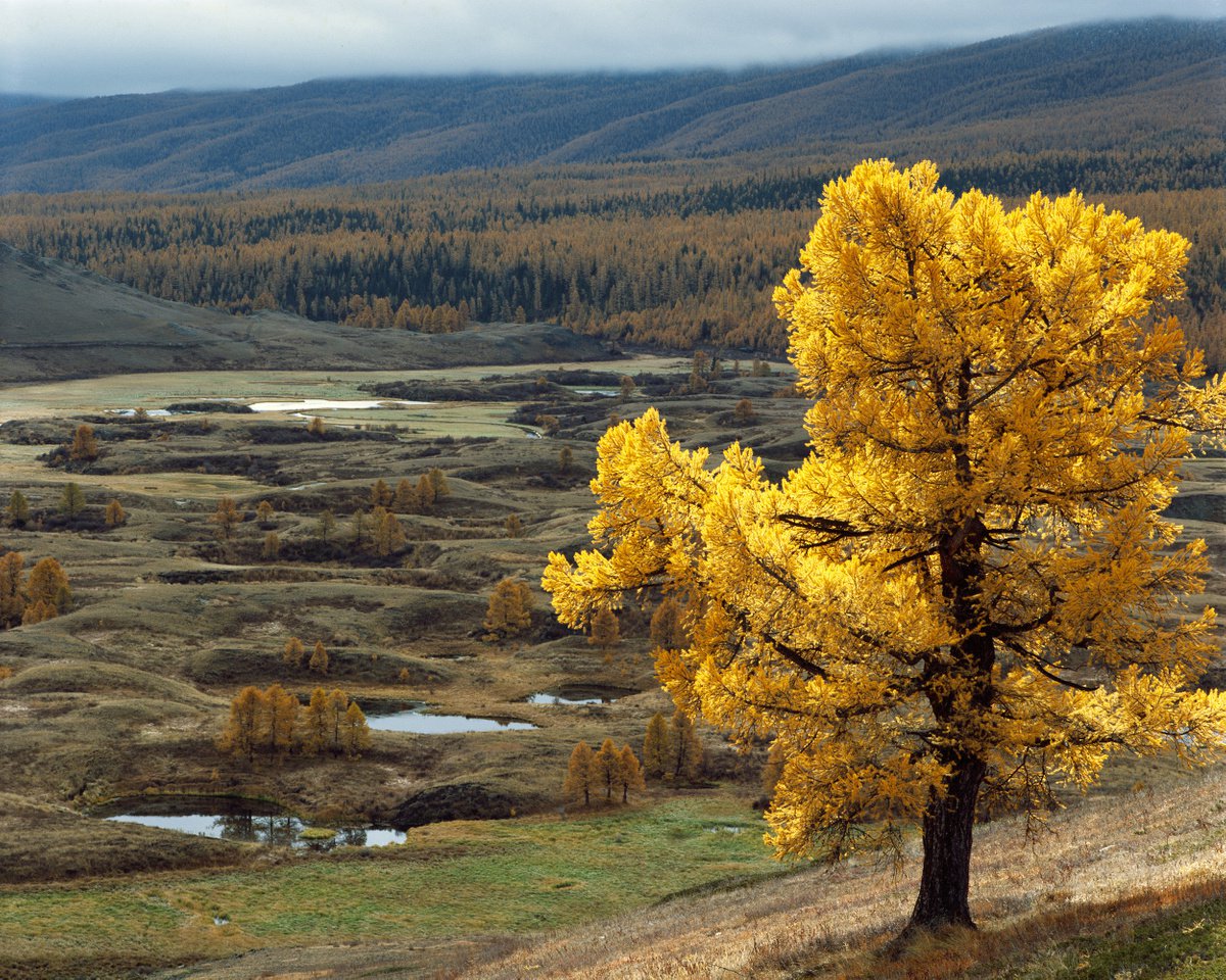Autumn larch over a mountain valley by Dmitriy Gnatko