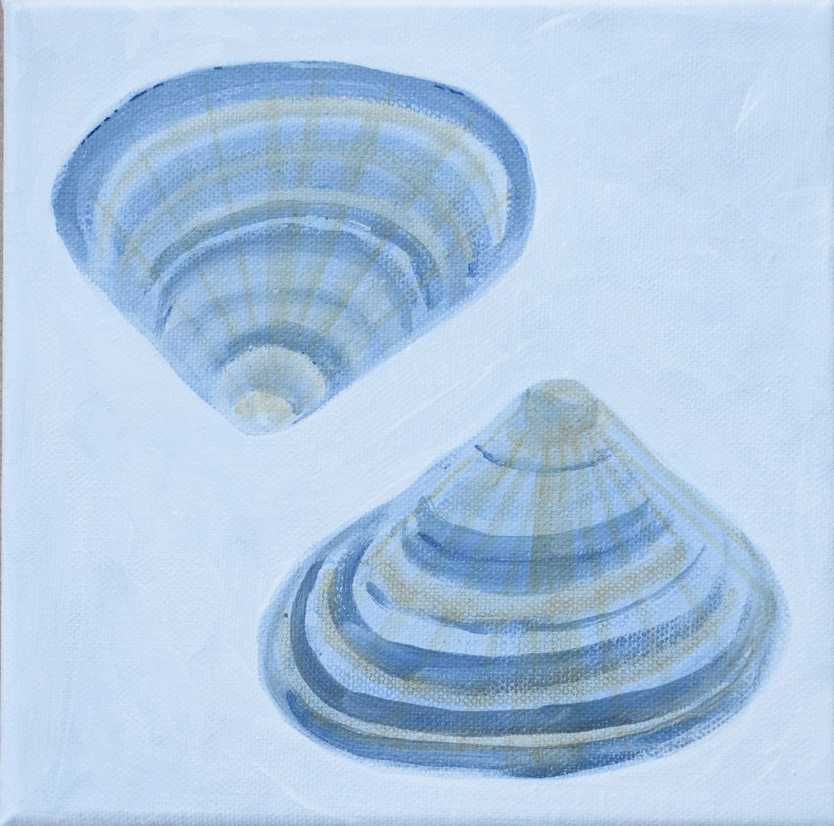 Two clam shells by Alison Deegan