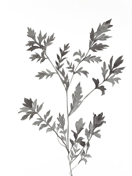 Plant Study No. 79