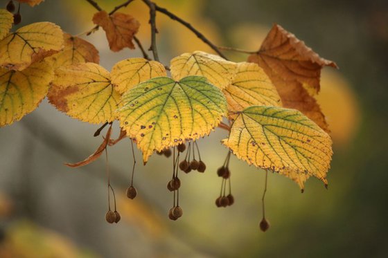 Autumn romance