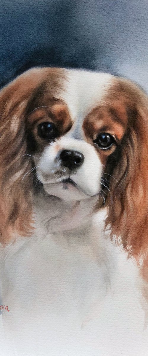 cavalier king charles spaniel by Irina Kukrusova