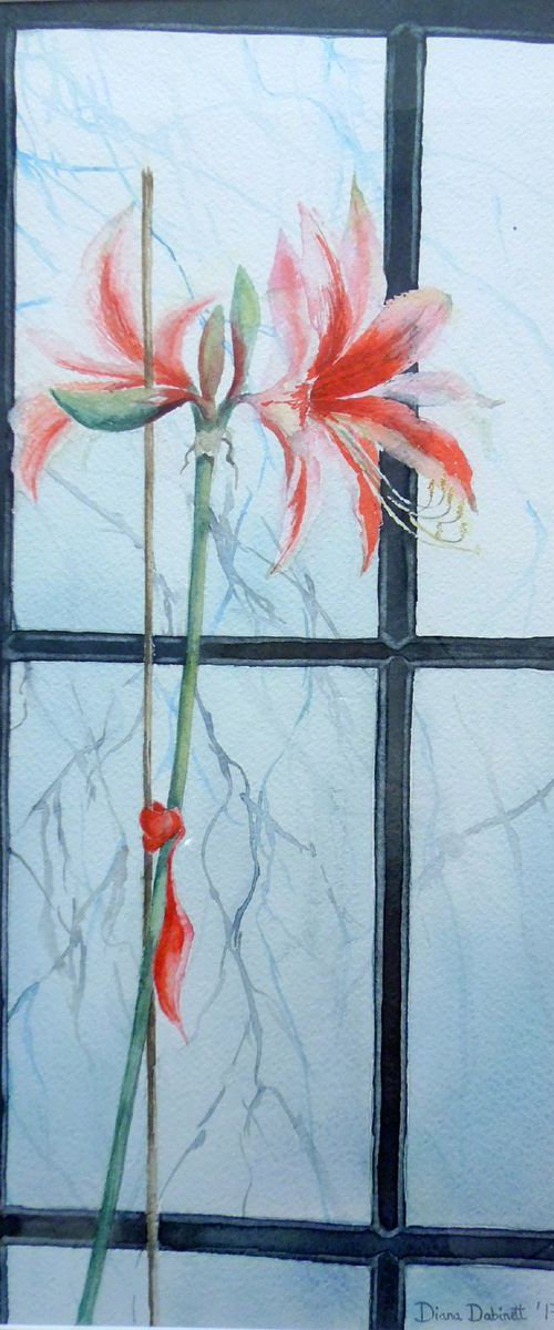 Amarylis in the Window by Diana Dabinett