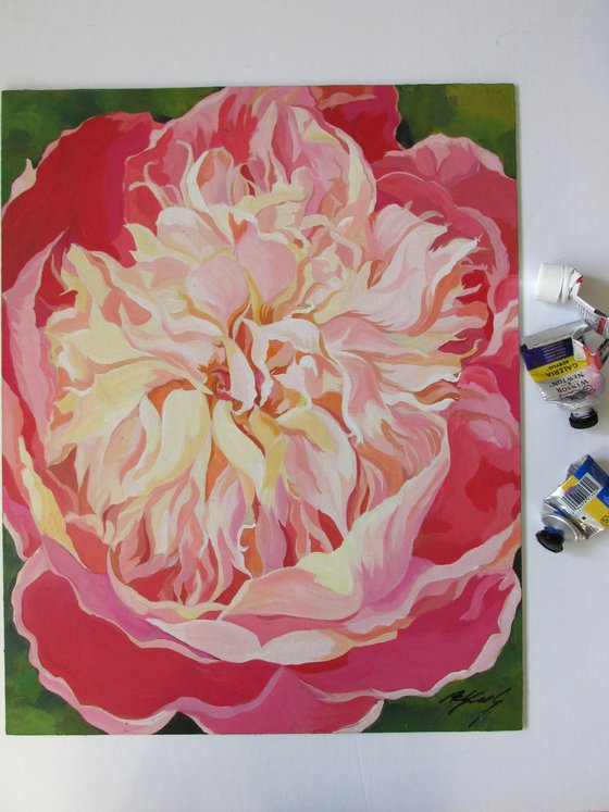 peony in pink