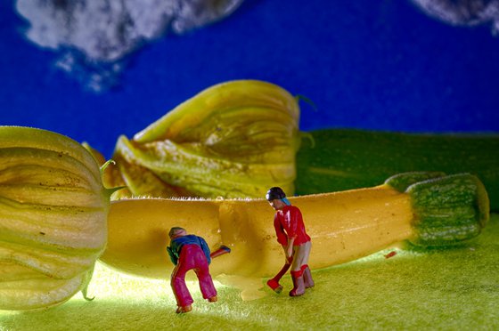 Courgette Flower