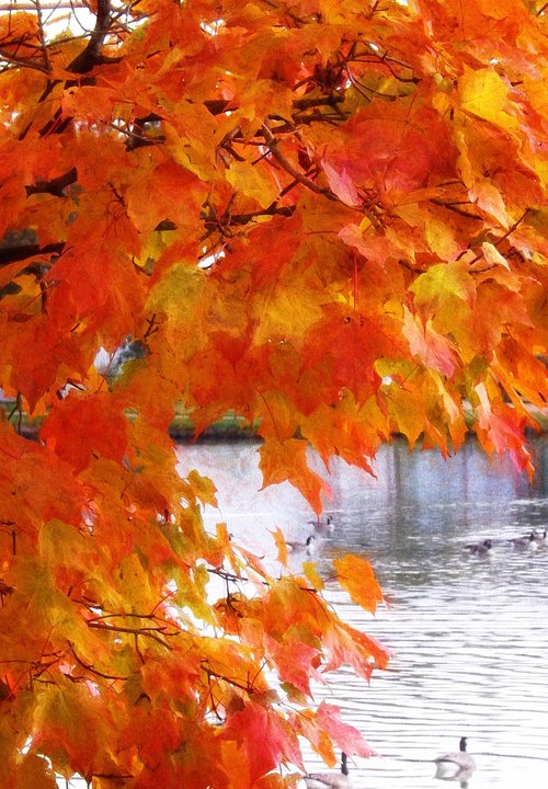 Autumn on Wellesley Pond by Barbara Storey