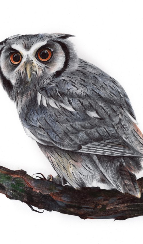 Eurasian Scops Owl - Bird Portrait by Daria Maier