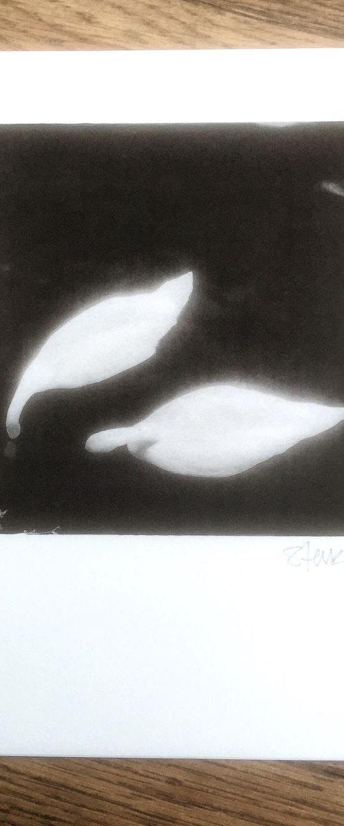 Feeding Swans by Steve Deer