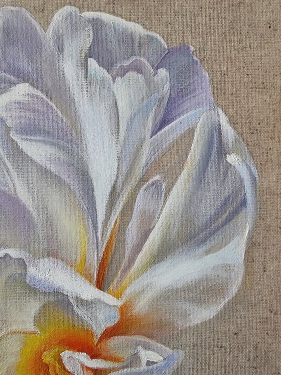 White tulip