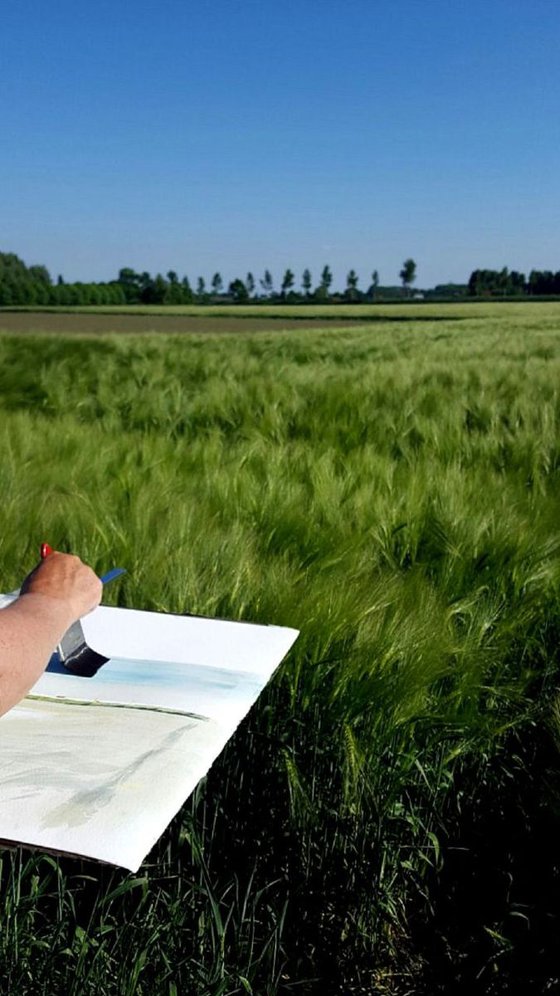 Wheat field, Zeeland