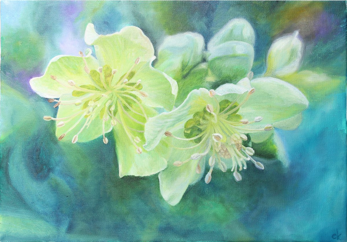 Spring Hellebores by Carole King