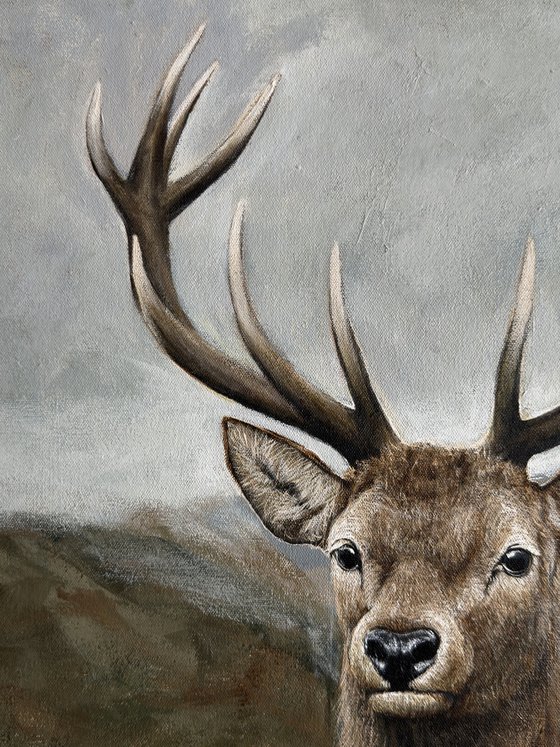 Deer