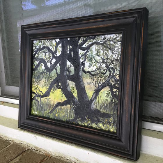 PATRIOT OAK # 2