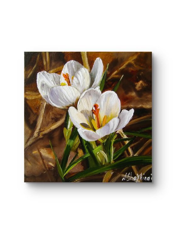 White Crocus Flowers