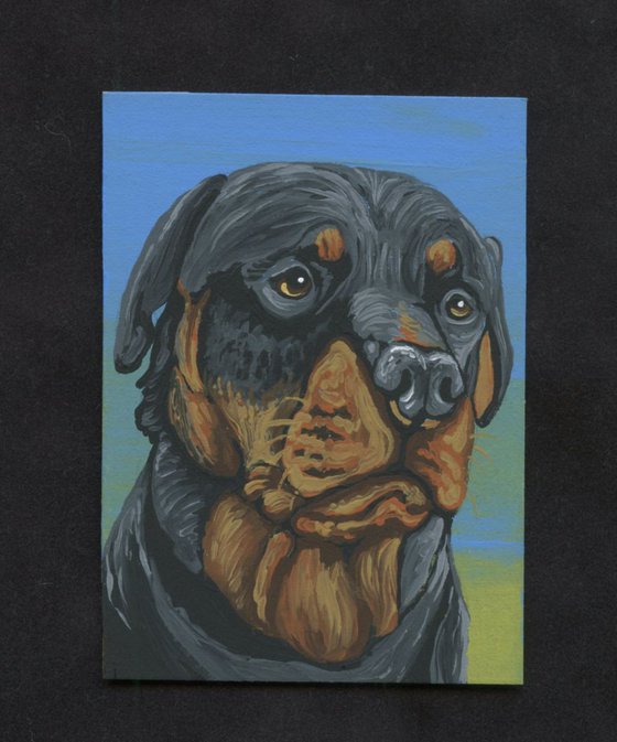ACEO ATC Original Painting Rottweiler Pet Dog Art-Carla Smale