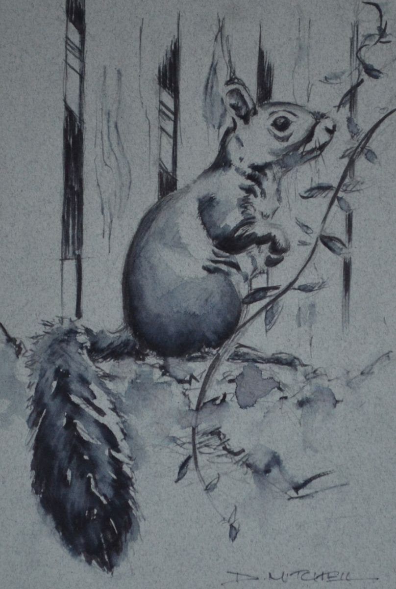 Grey Squirrel Ink Sketch by Denise Mitchell