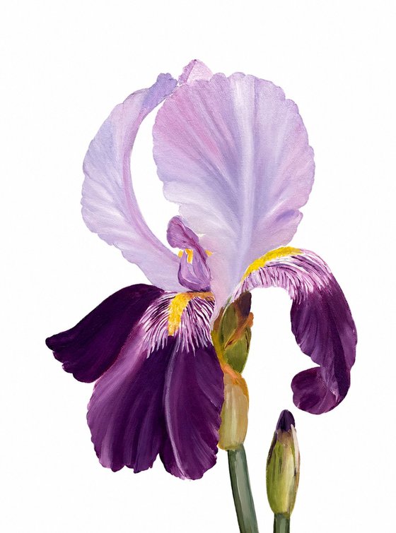 Iris flower spring, garden, botanical