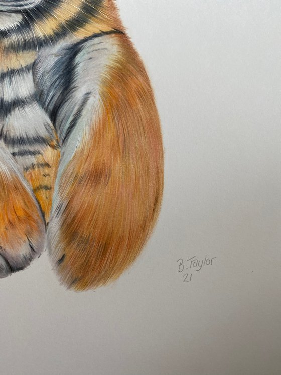 Tiger no.3