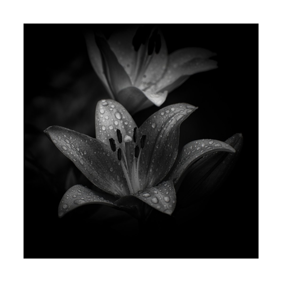 Lily Blooms Number 9 - 12x12 inch Fine Art Photography Limited Edition #1/25 by Graham Briggs