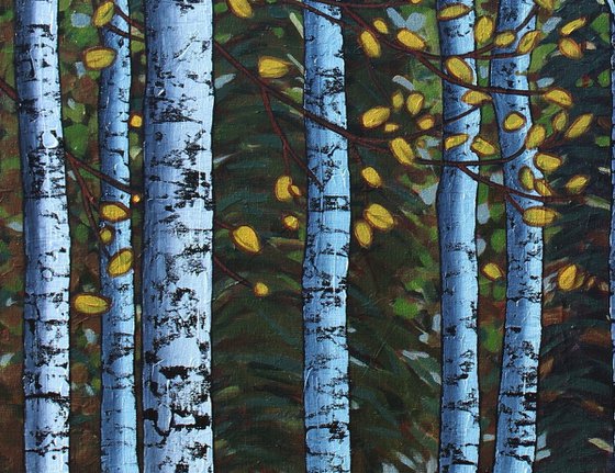 Autumn Birch Woods