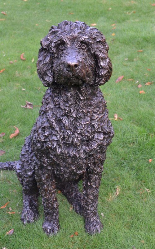 Harry Labradoodle sculpture by Tanya Russell