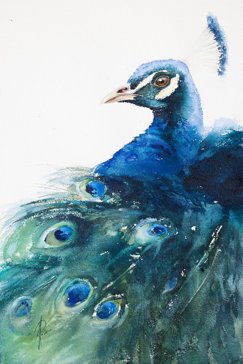 Animal Watercolour By Andrzej Rabiega, 15 X 22, Peacock, Original Artwork