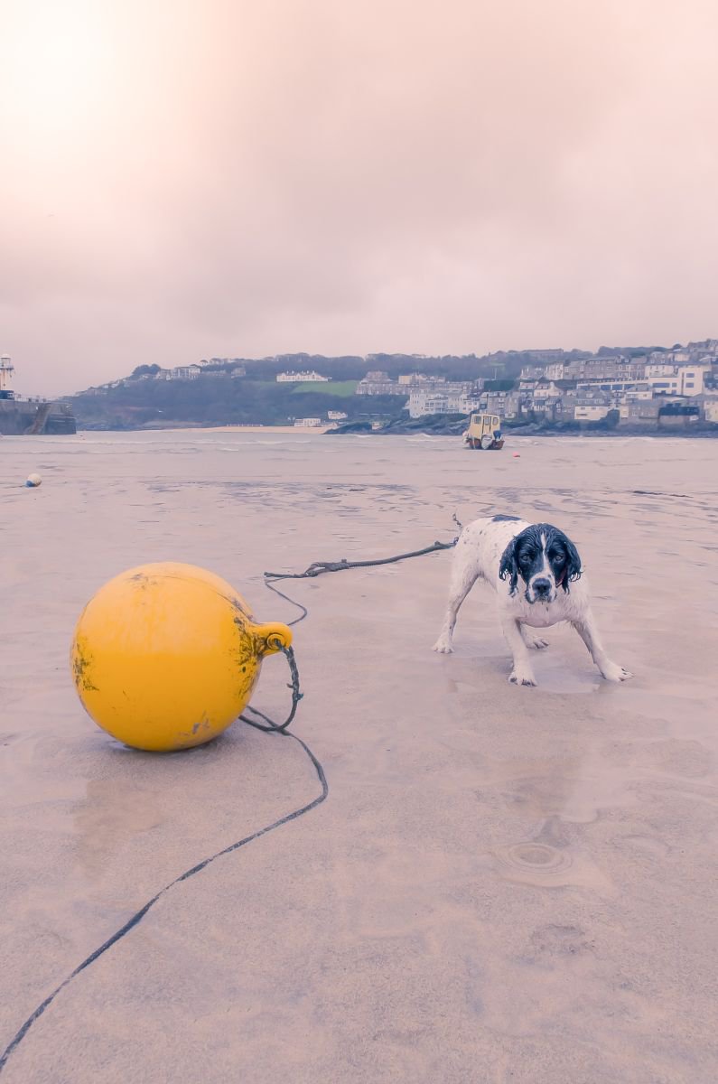 Dog at St Ives by Paul Nash