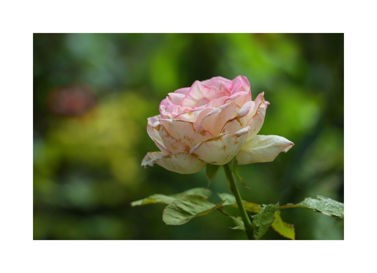 Photorealistic Botanical Photograph By Yuan Hua Jia, 31 X 23", Rose #1, Original Artwork