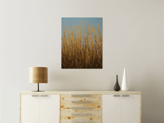 Summer Wheat