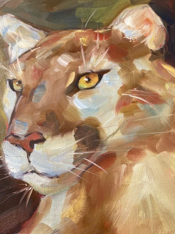 Mountain lion