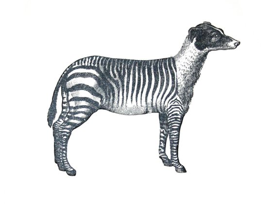 Zebradog