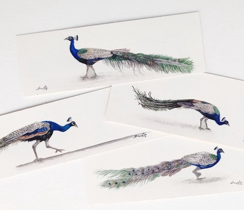 Peacock Miniature Art II by Shweta  Mahajan