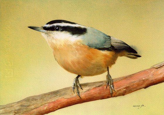 Red Breasted Nuthatch