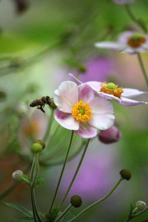 Bee at work by Sonja  Čvorović