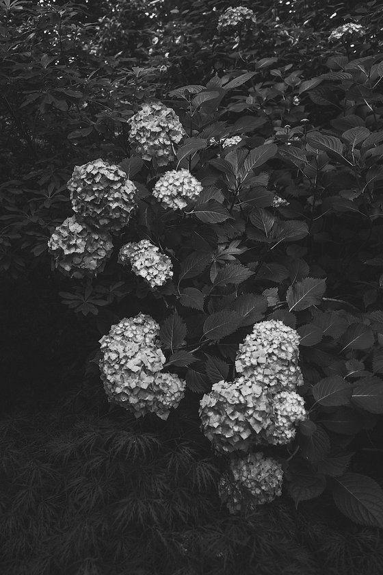 Hydrangea Study