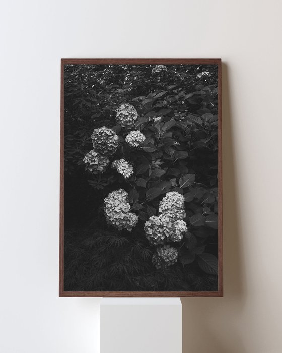 Hydrangea Study