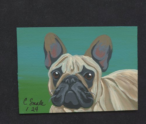 French Bulldog by Carla Smale